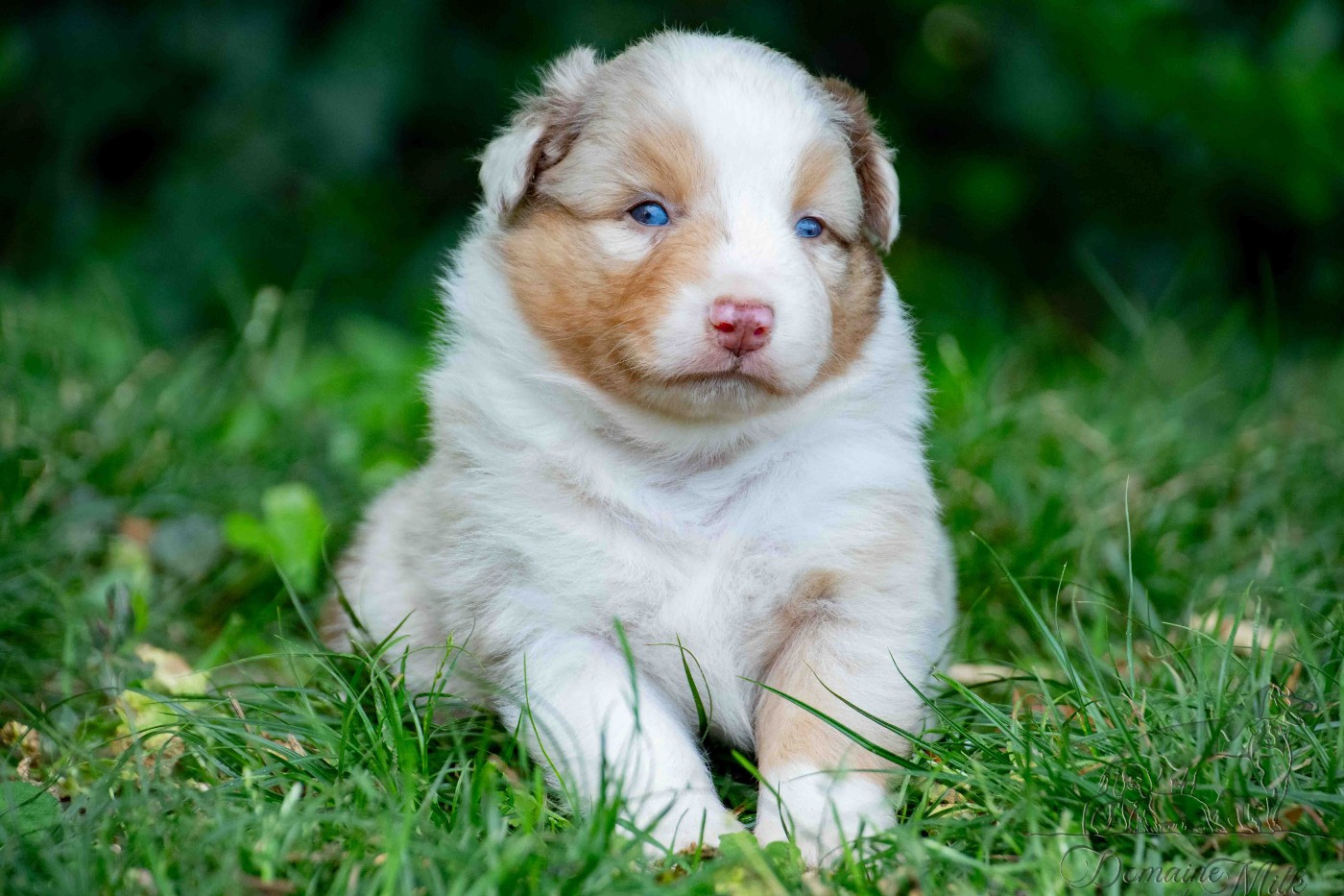 du Domaine de Milk - Chiots disponibles - Berger Américain Miniature 