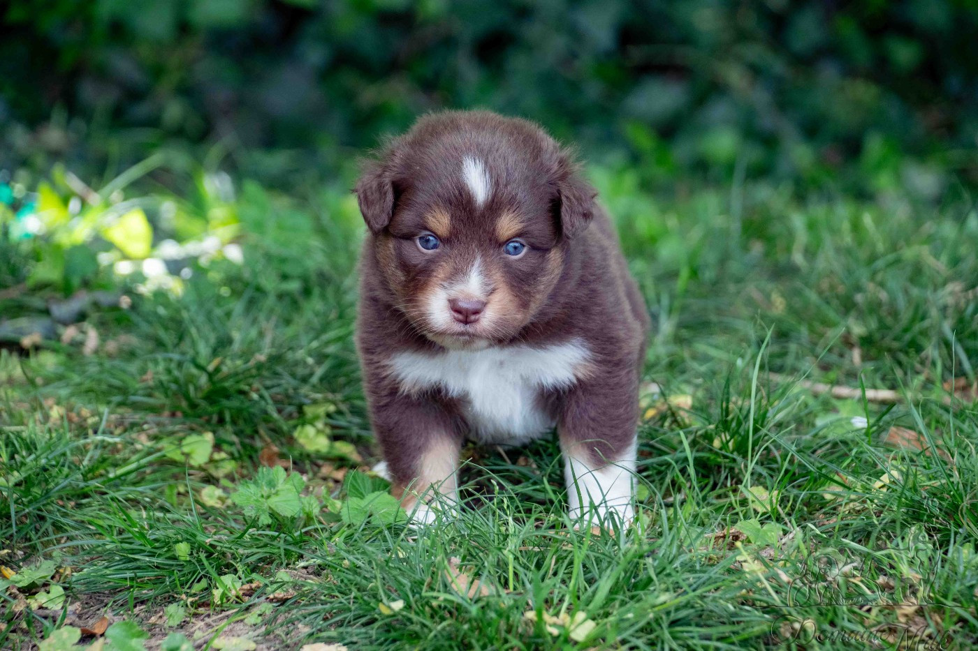 du Domaine de Milk - Chiots disponibles - Berger Américain Miniature 