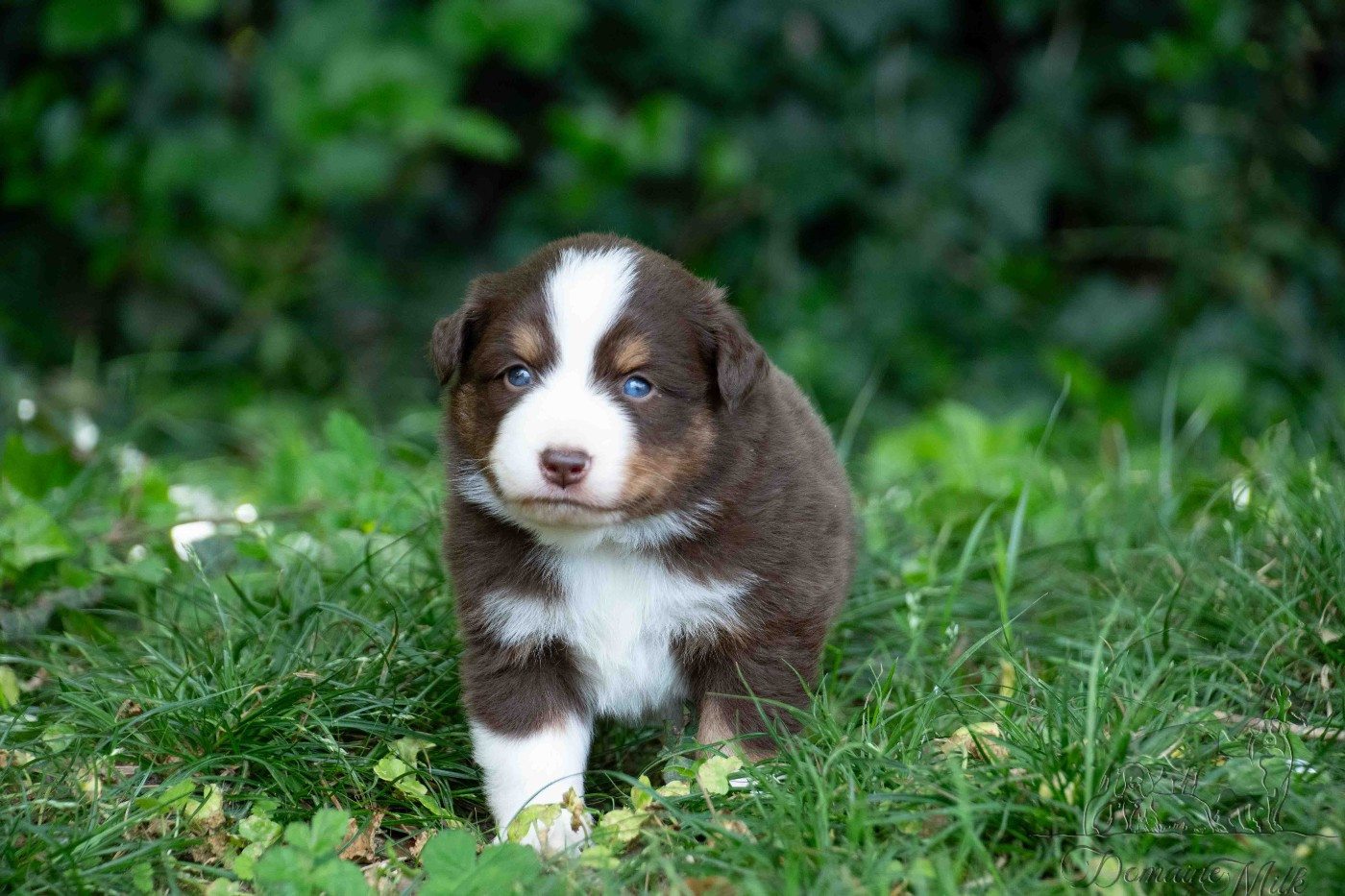 du Domaine de Milk - Chiots disponibles - Berger Américain Miniature 