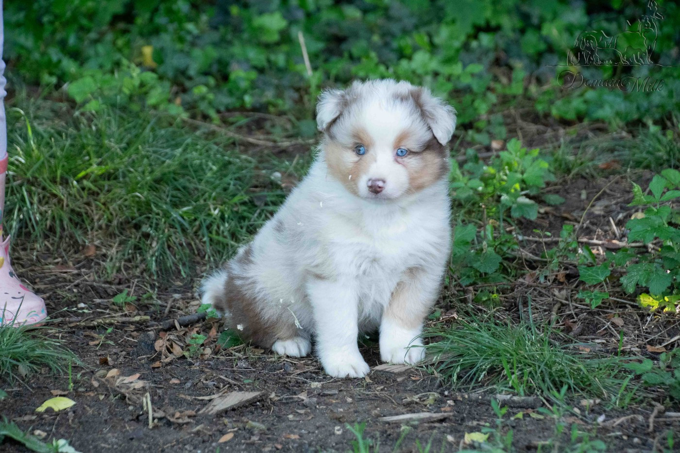 du Domaine de Milk - Chiots disponibles - Berger Américain Miniature 