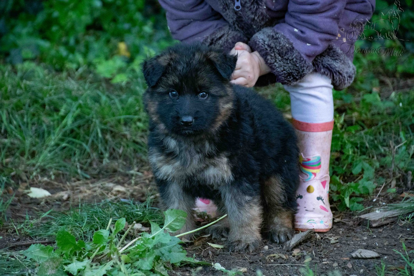 du Domaine de Milk - Chiots disponibles - Berger Allemand Poil Long