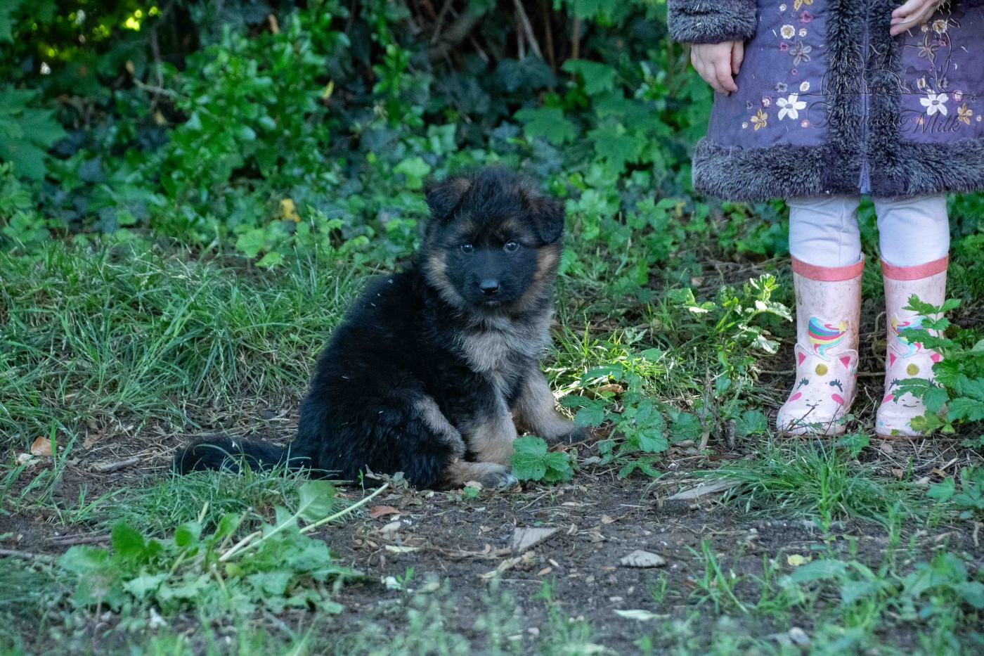 du Domaine de Milk - Chiots disponibles - Berger Allemand Poil Long