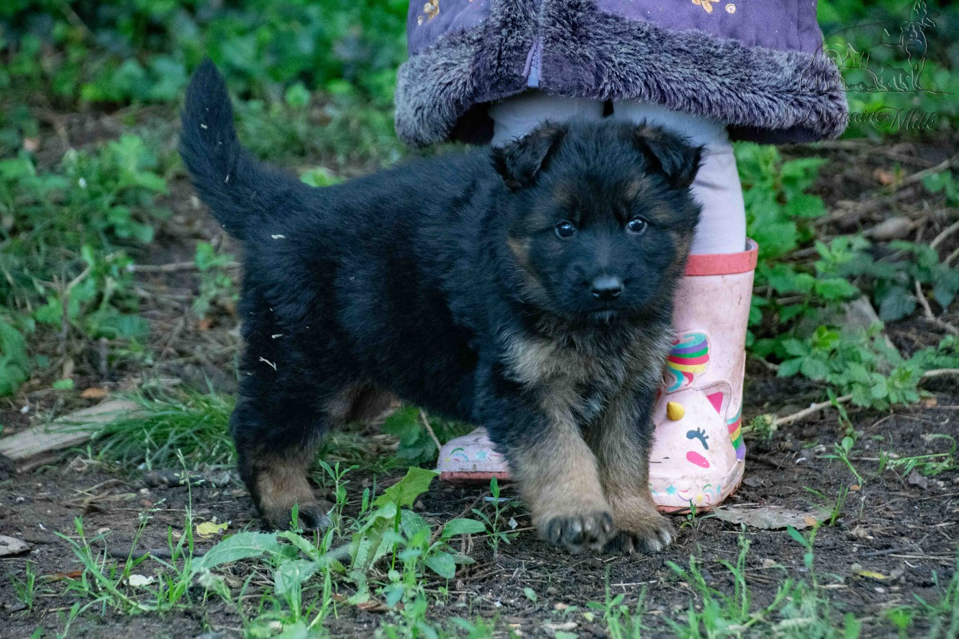 du Domaine de Milk - Chiots disponibles - Berger Allemand Poil Long