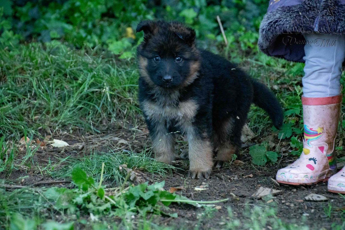 du Domaine de Milk - Chiots disponibles - Berger Allemand Poil Long