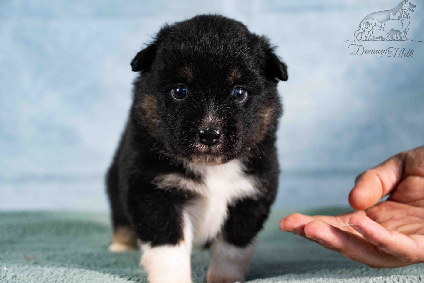du Domaine de Milk - Chiots disponibles - Berger Américain Miniature 