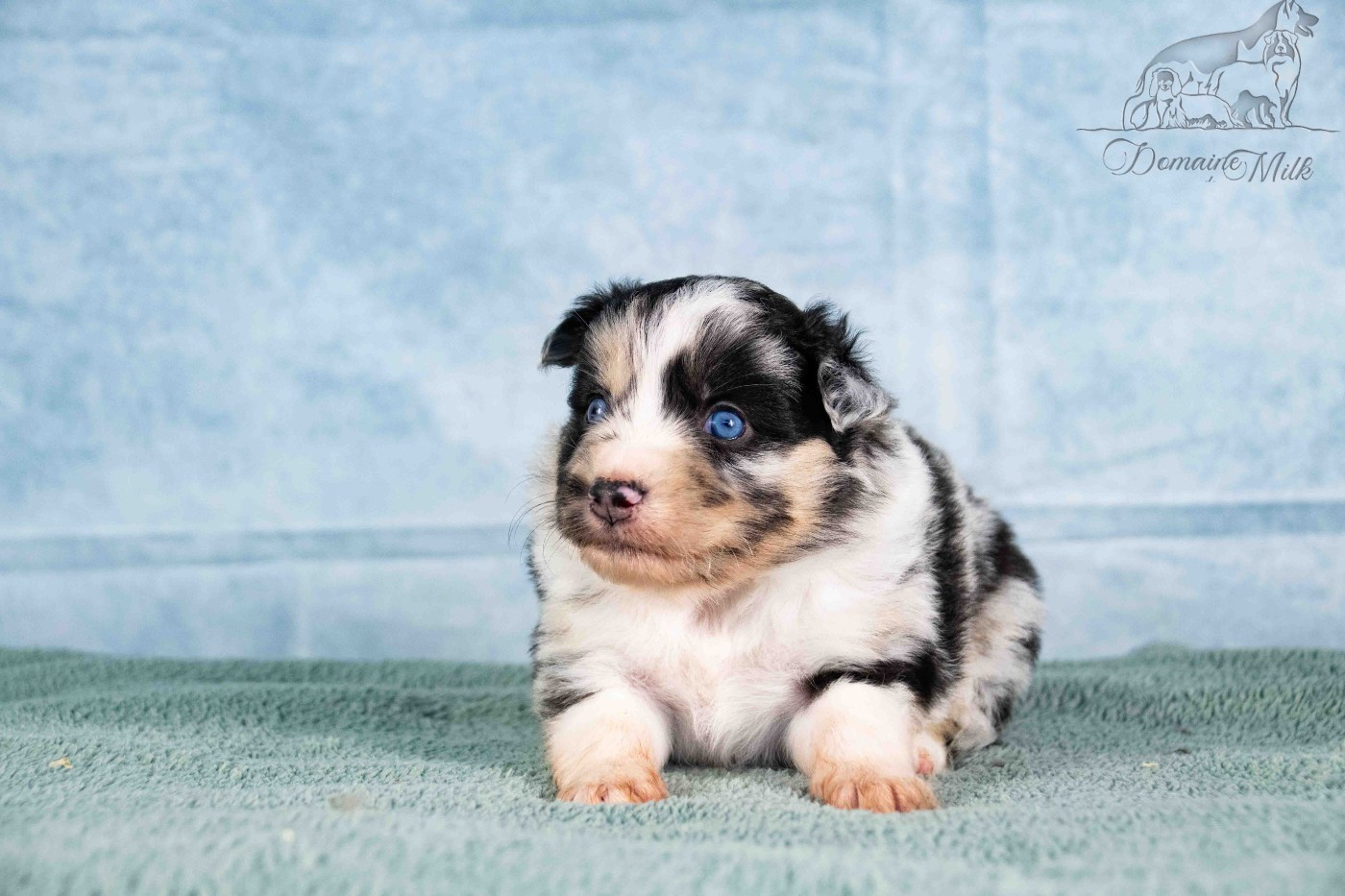 du Domaine de Milk - Chiots disponibles - Berger Américain Miniature 