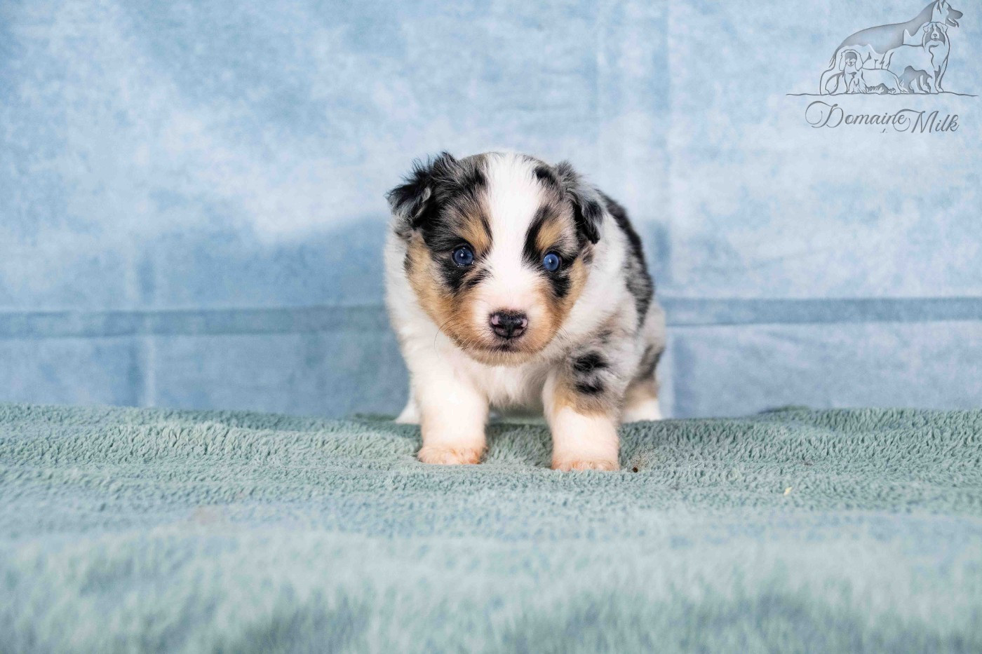 du Domaine de Milk - Chiots disponibles - Berger Américain Miniature 