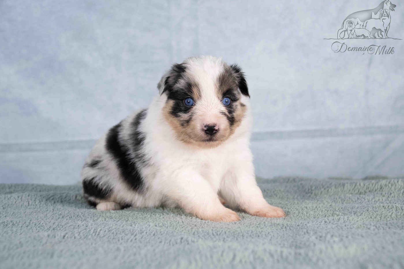 du Domaine de Milk - Chiots disponibles - Berger Américain Miniature 