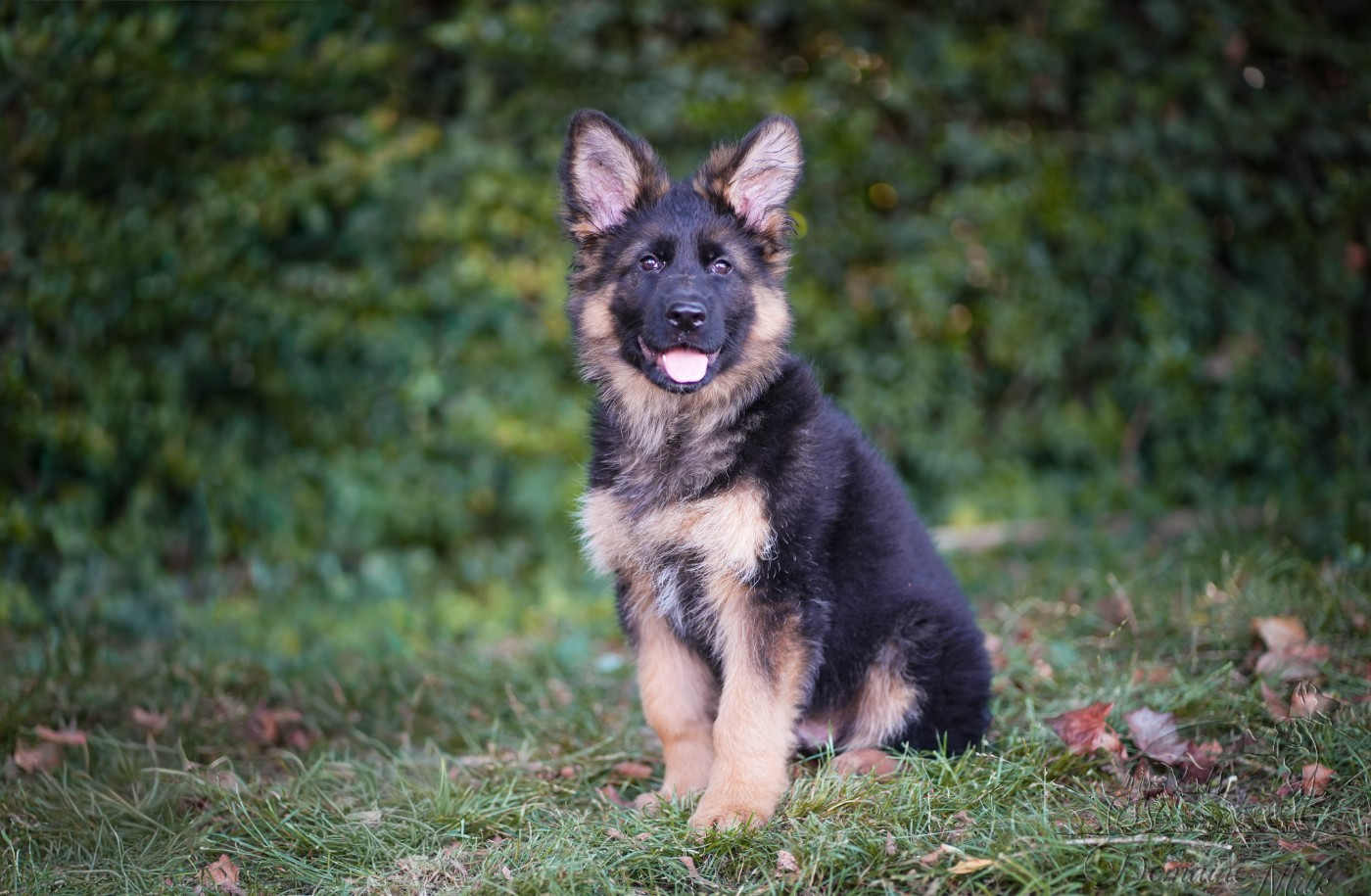du Domaine de Milk - Chiots disponibles - Berger Allemand Poil Long