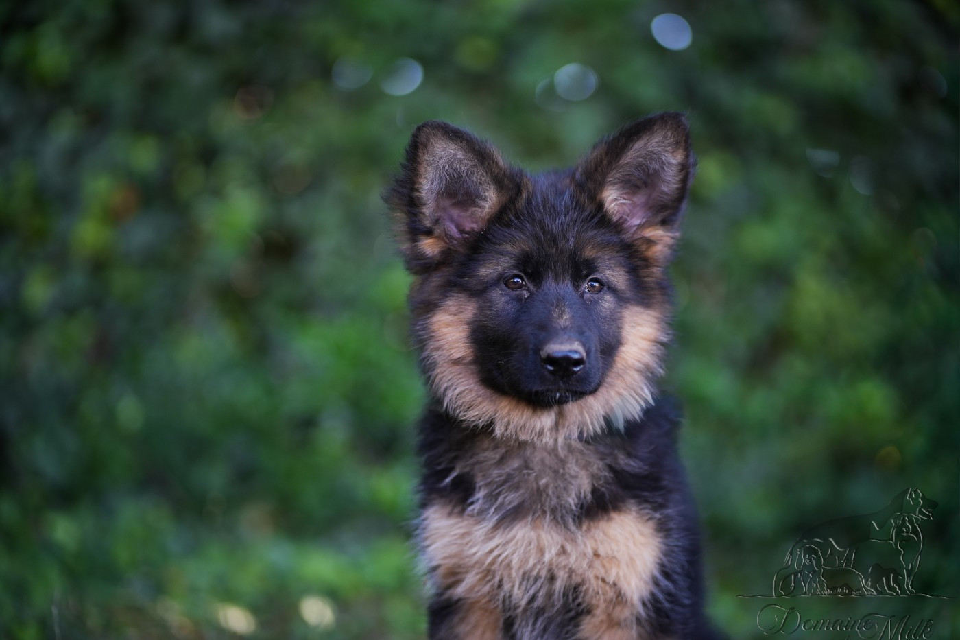 du Domaine de Milk - Chiots disponibles - Berger Allemand Poil Long