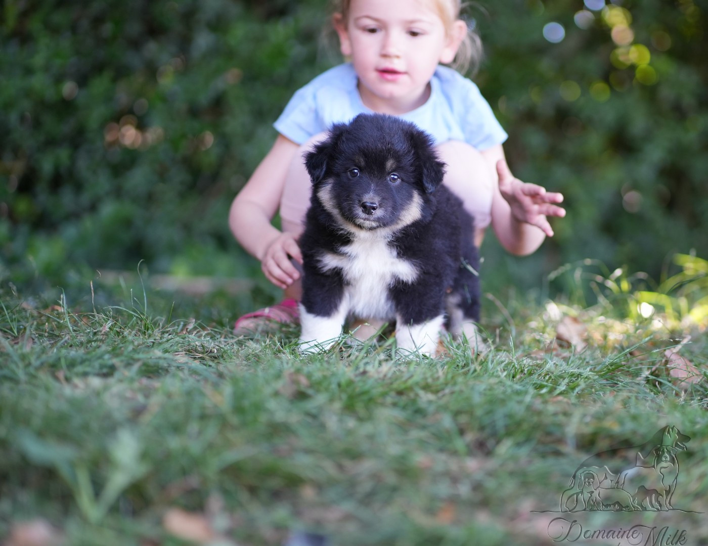 du Domaine de Milk - Chiots disponibles - Berger Américain Miniature 