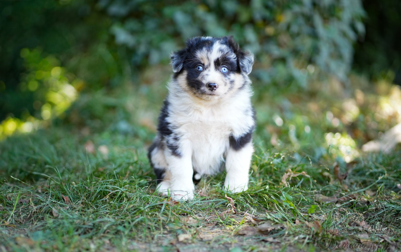 du Domaine de Milk - Chiots disponibles - Berger Américain Miniature 