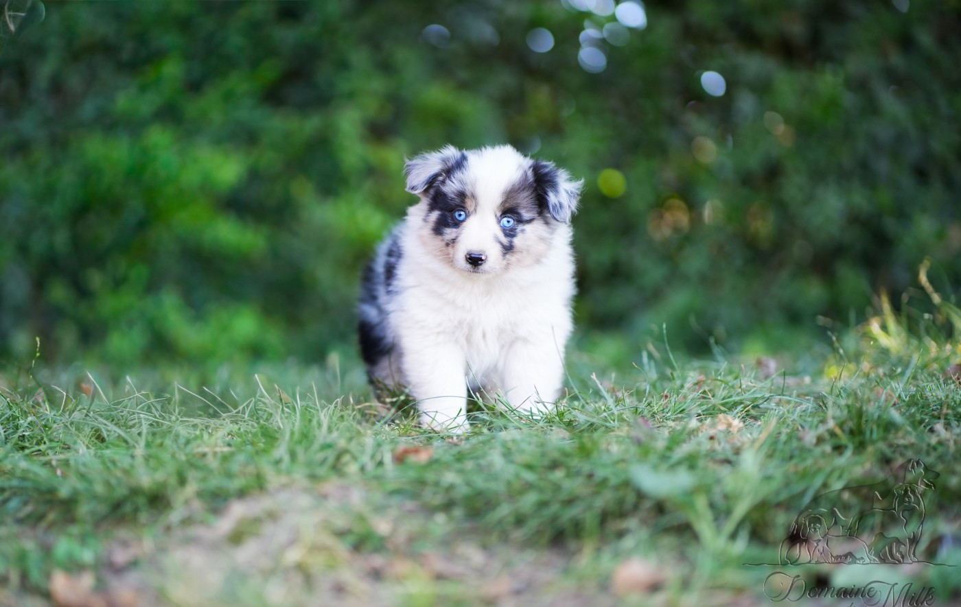 du Domaine de Milk - Chiots disponibles - Berger Américain Miniature 