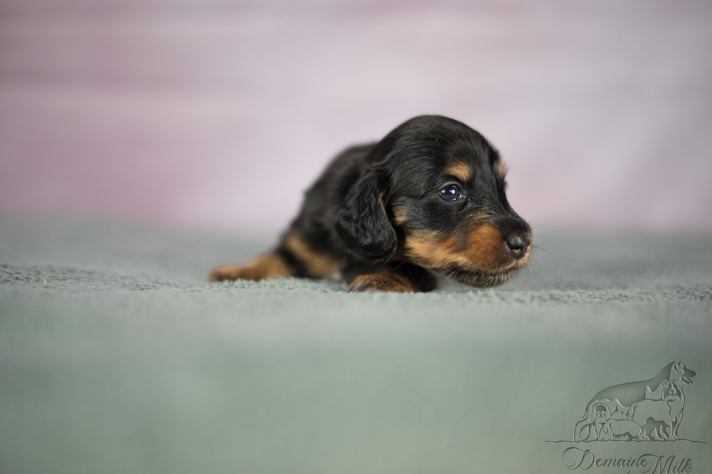 du Domaine de Milk - Chiots disponibles - Teckel poil long