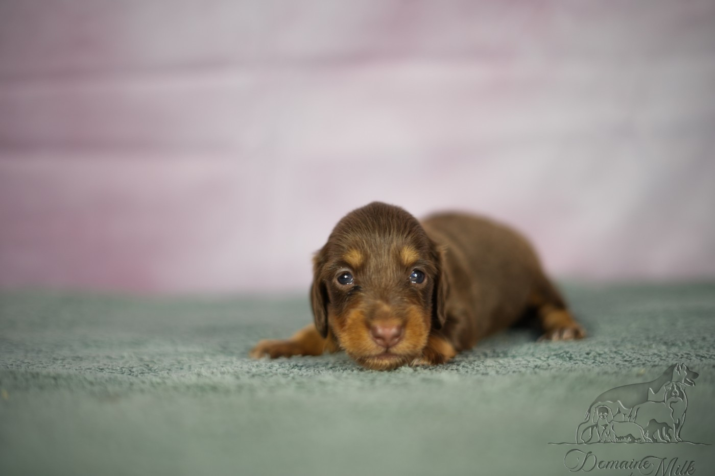 du Domaine de Milk - Chiots disponibles - Teckel poil long