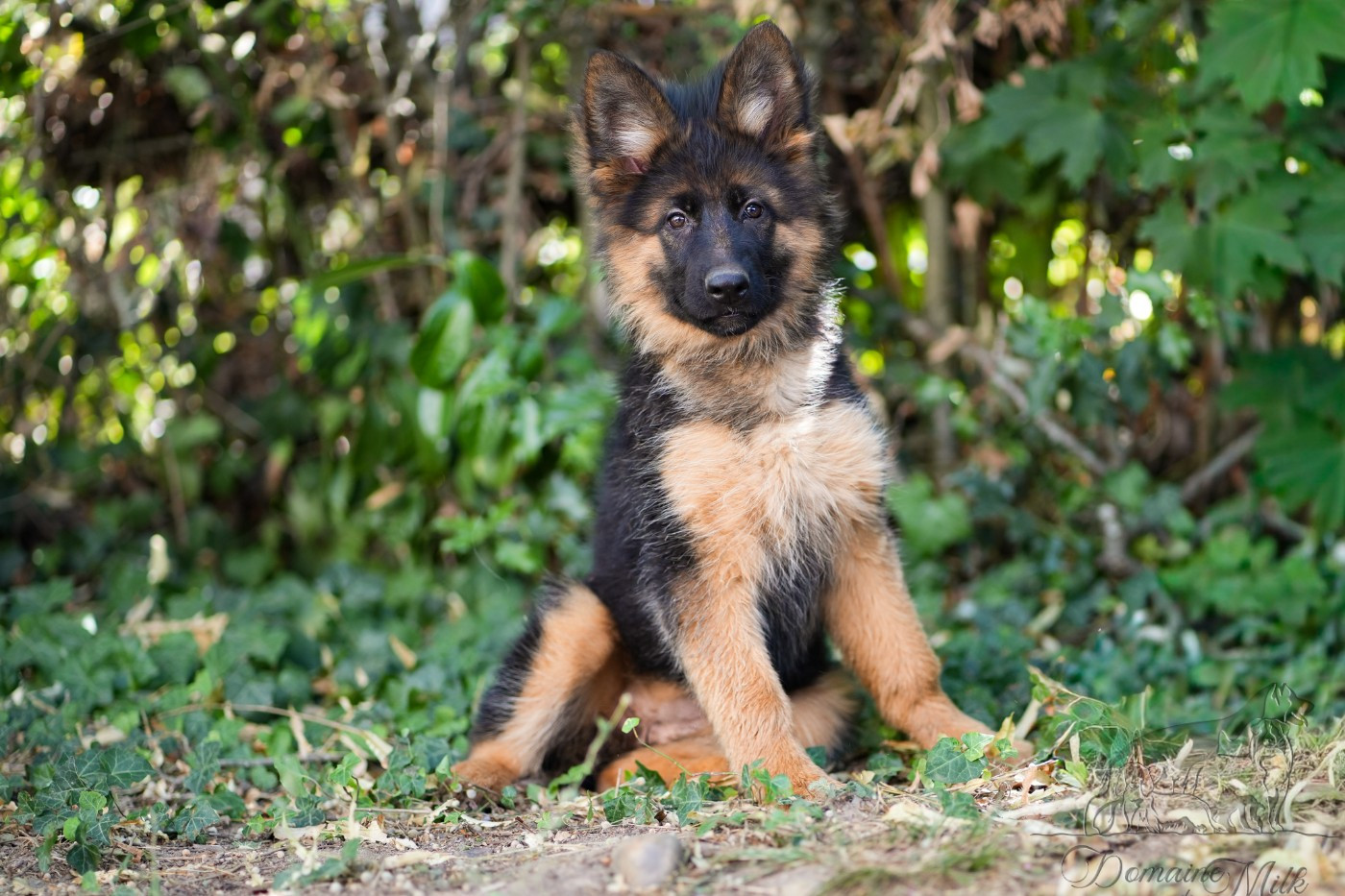 du Domaine de Milk - Chiots disponibles - Berger Allemand Poil Long