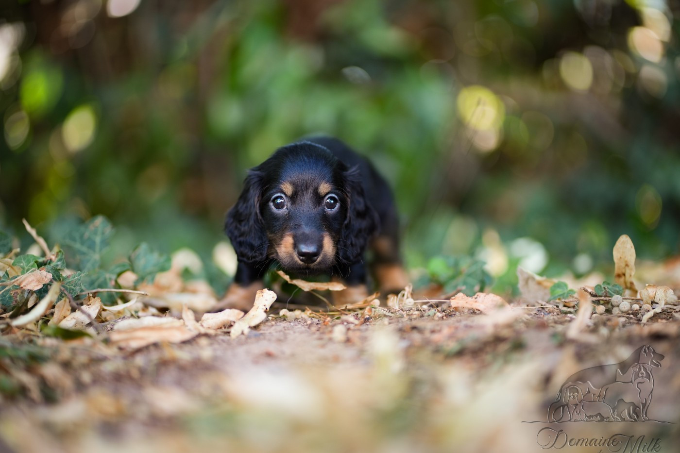 du Domaine de Milk - Chiots disponibles - Teckel poil long