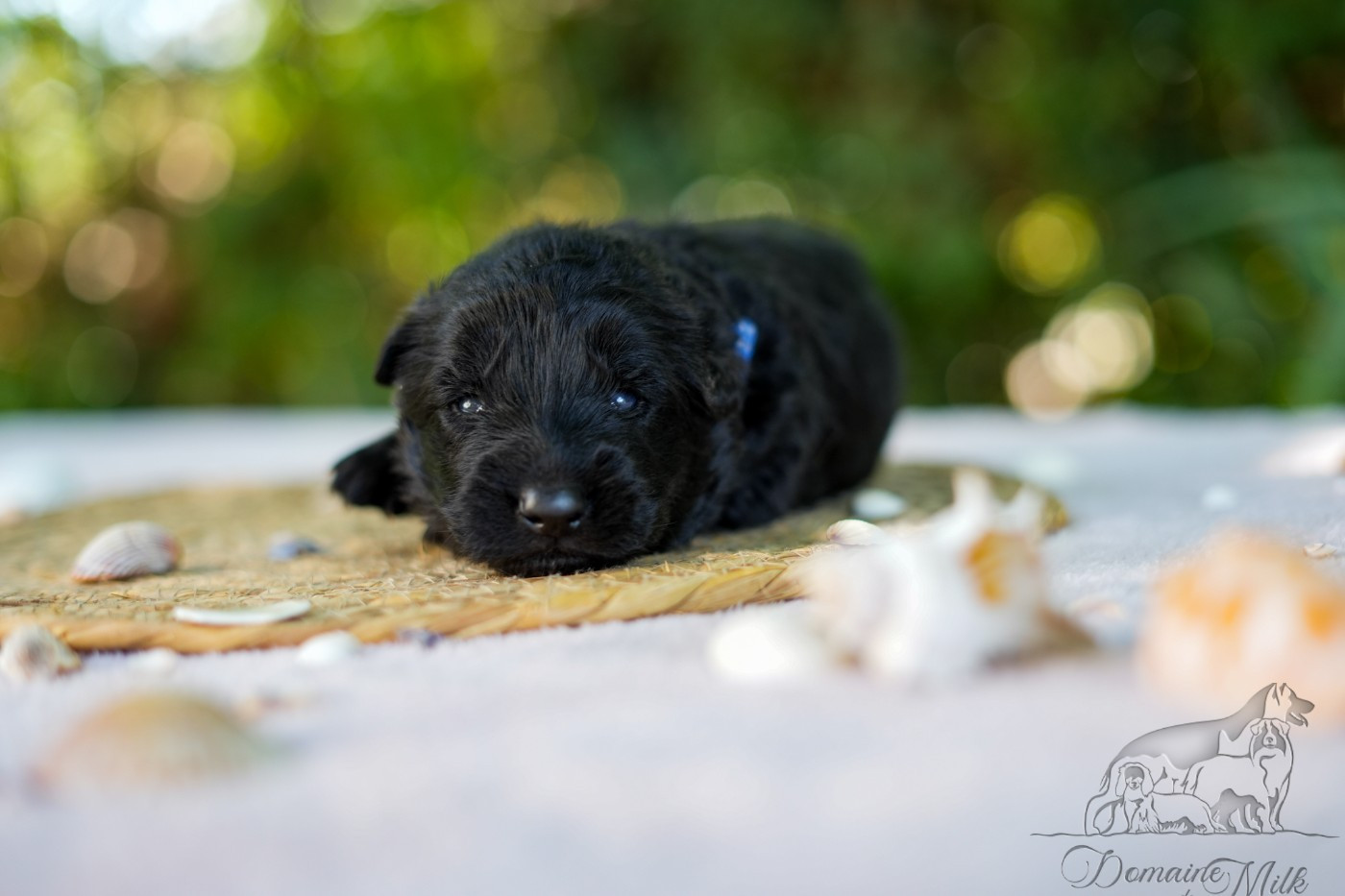 du Domaine de Milk - Chiots disponibles - Berger Allemand Poil Long