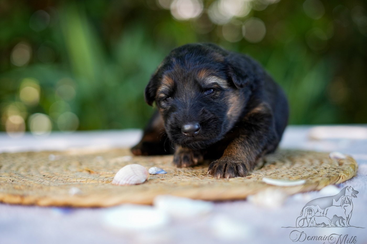 du Domaine de Milk - Chiots disponibles - Berger Allemand Poil Long