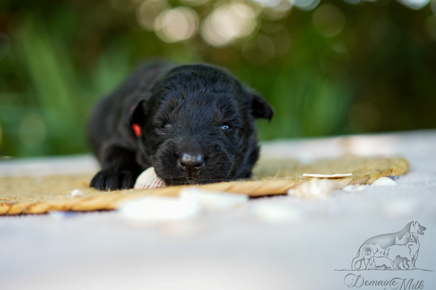 du Domaine de Milk - Chiots disponibles - Berger Allemand Poil Long