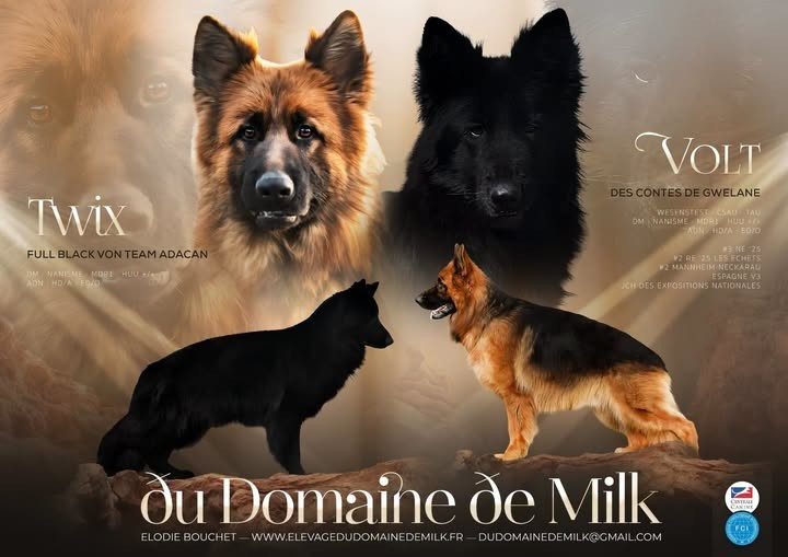 du Domaine de Milk - Berger Allemand Poil Long - Portée née le 09/07/2026