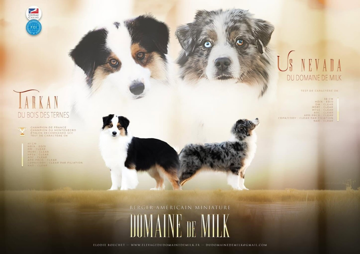 Chiot Berger Américain Miniature  du Domaine de Milk