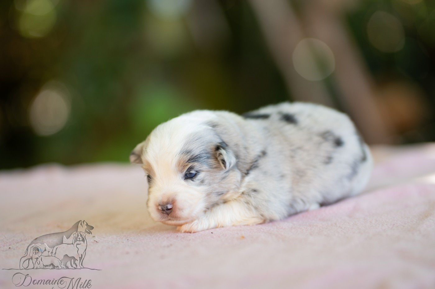 du Domaine de Milk - Chiots disponibles - Berger Américain Miniature 
