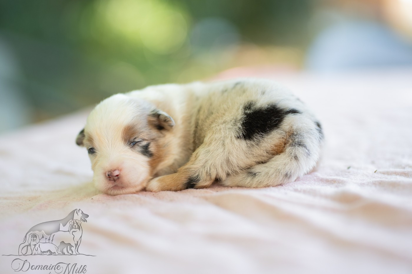 du Domaine de Milk - Chiots disponibles - Berger Américain Miniature 