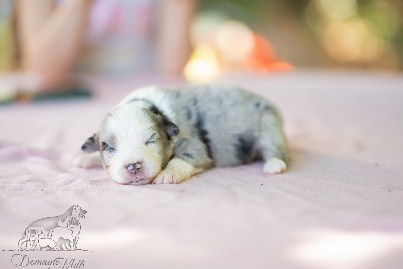 du Domaine de Milk - Chiots disponibles - Berger Américain Miniature 