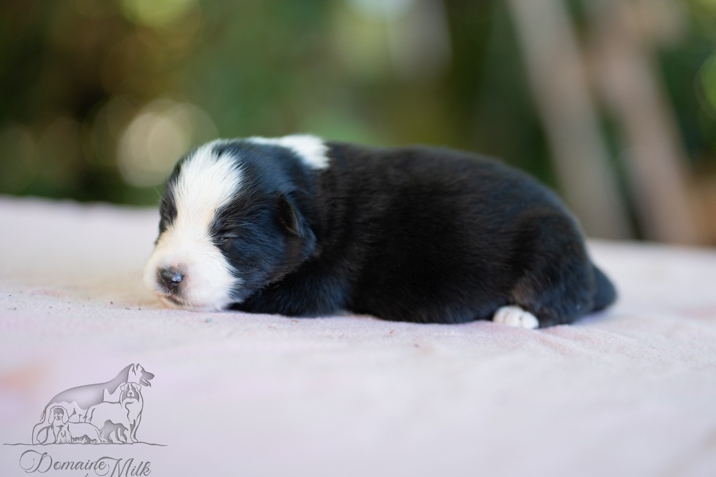 du Domaine de Milk - Chiots disponibles - Berger Américain Miniature 