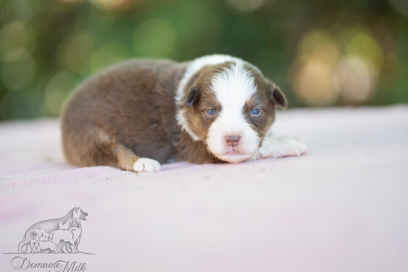 du Domaine de Milk - Chiots disponibles - Berger Américain Miniature 