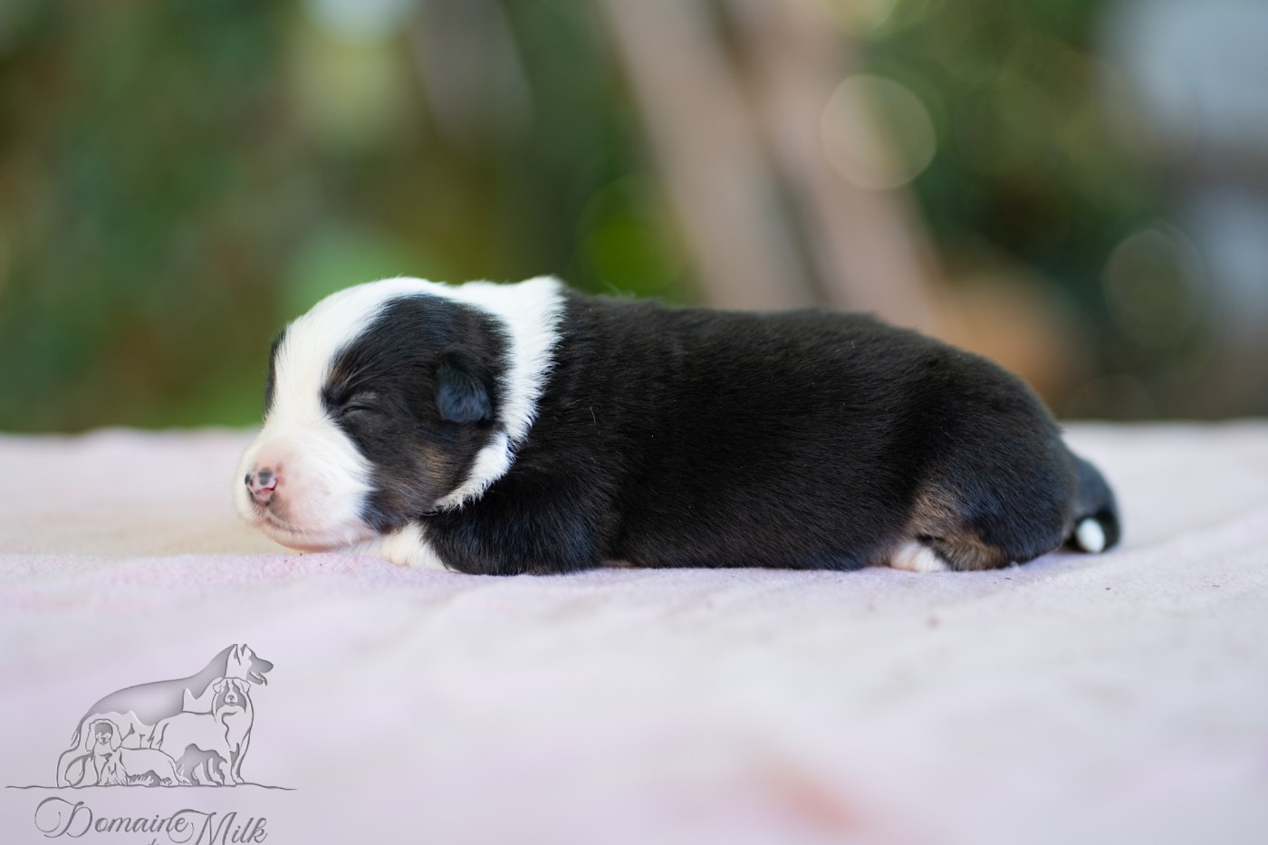 du Domaine de Milk - Chiots disponibles - Berger Américain Miniature 