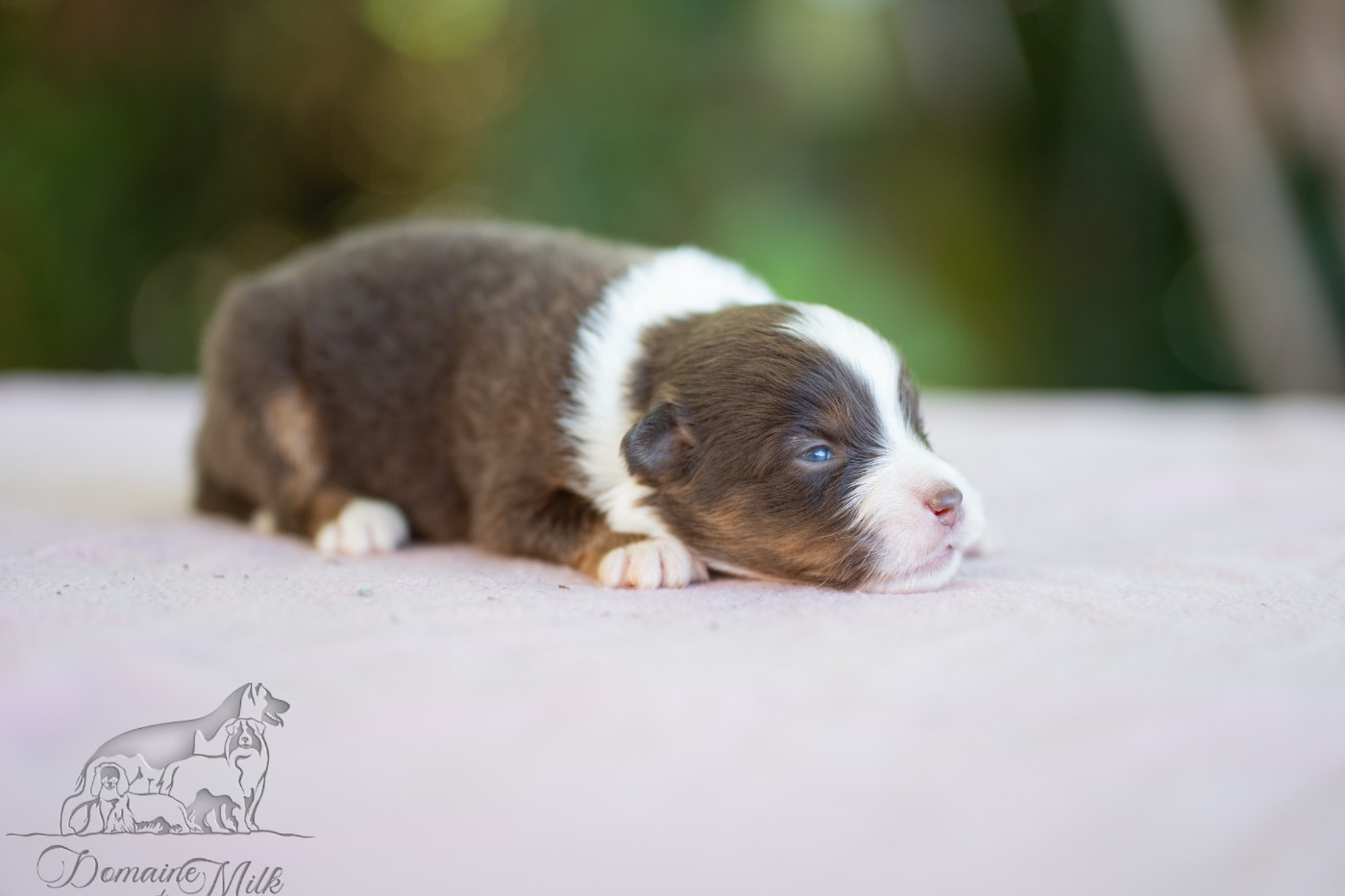 du Domaine de Milk - Chiots disponibles - Berger Américain Miniature 