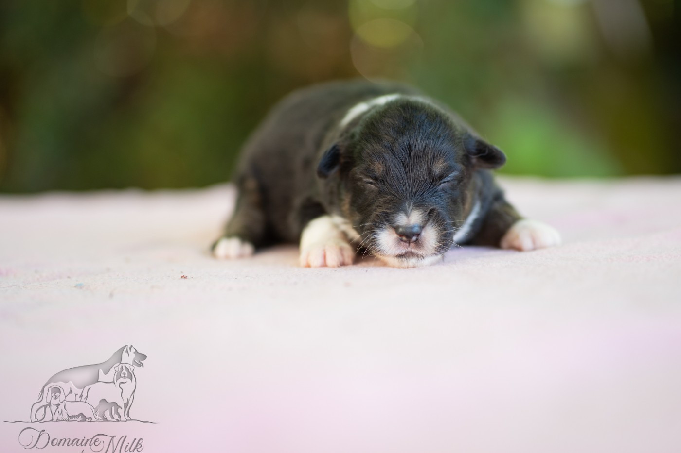 du Domaine de Milk - Chiots disponibles - Berger Américain Miniature 
