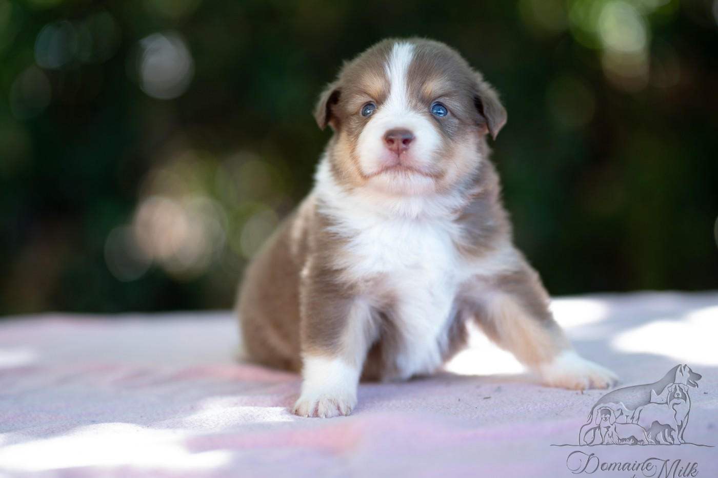 du Domaine de Milk - Chiots disponibles - Berger Américain Miniature 