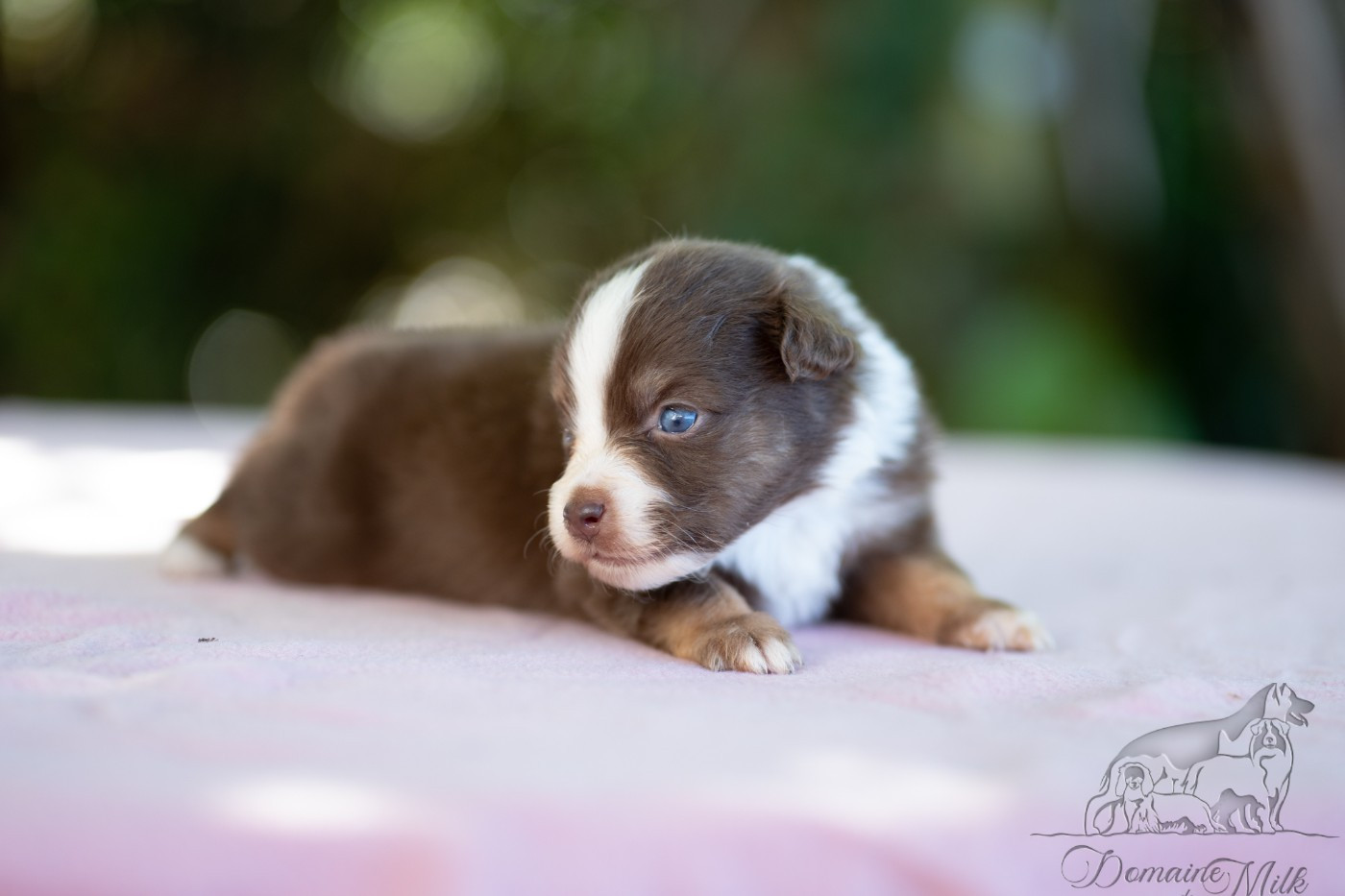 du Domaine de Milk - Chiots disponibles - Berger Américain Miniature 