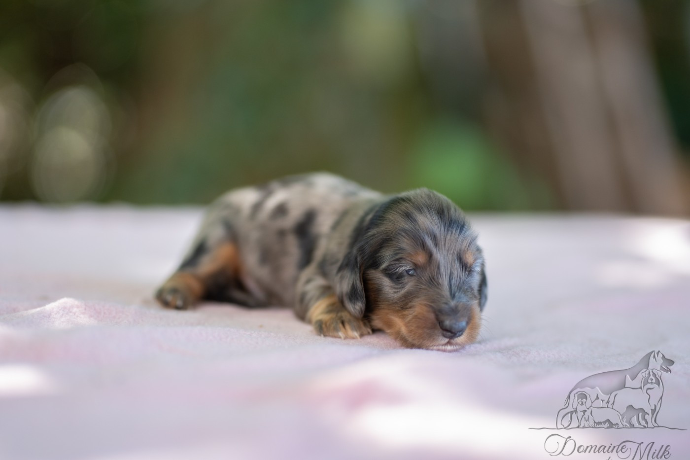 du Domaine de Milk - Chiots disponibles - Teckel poil long