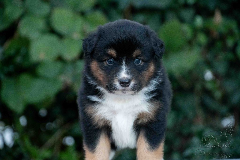 du Domaine de Milk - Chiots disponibles - Berger Américain Miniature 