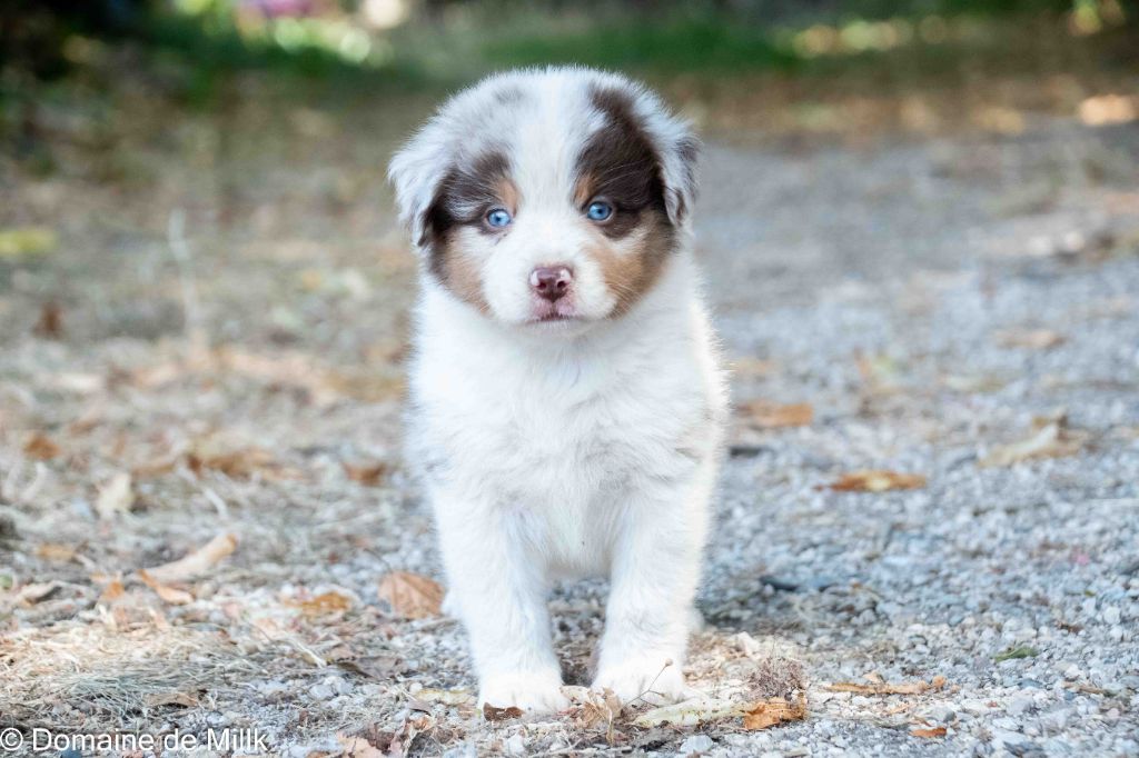 du Domaine de Milk - Chiots disponibles - Berger Américain Miniature 