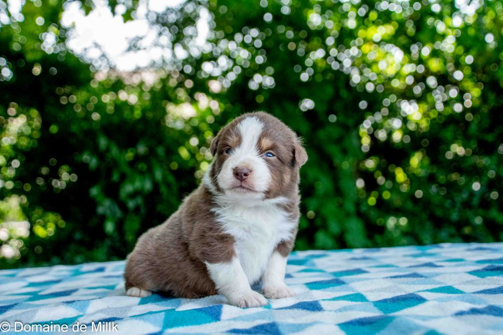 du Domaine de Milk - Chiots disponibles - Berger Américain Miniature 