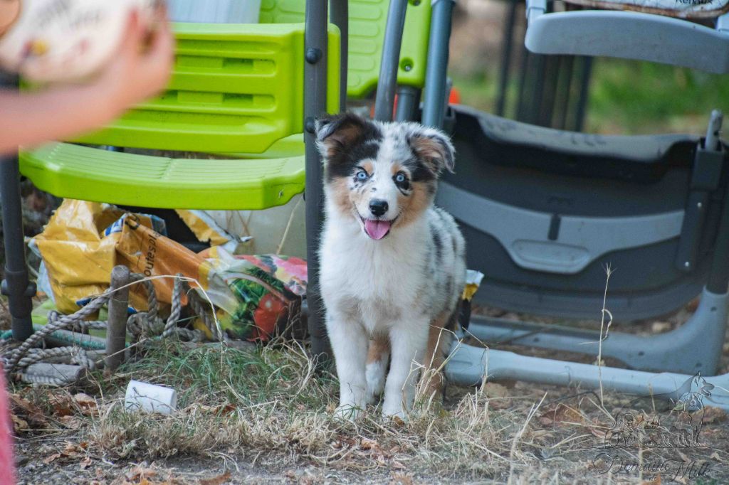 du Domaine de Milk - Chiots disponibles - Berger Américain Miniature 