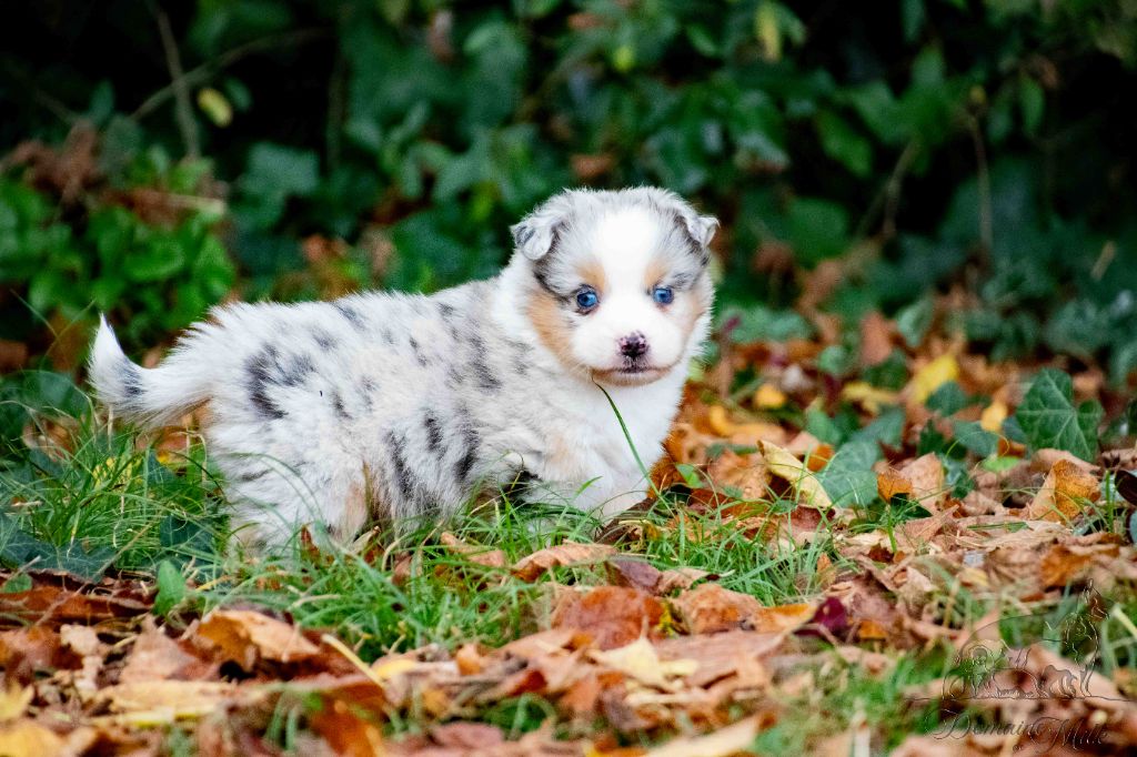 du Domaine de Milk - Chiots disponibles - Berger Américain Miniature 