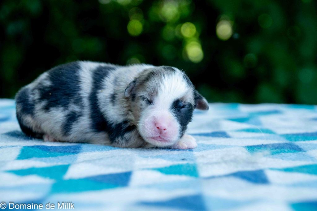 du Domaine de Milk - Chiots disponibles - Berger Américain Miniature 