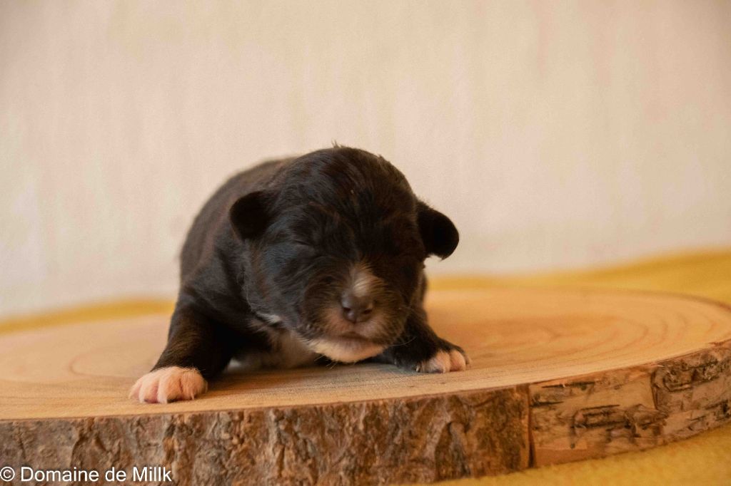 du Domaine de Milk - Chiots disponibles - Berger Américain Miniature 