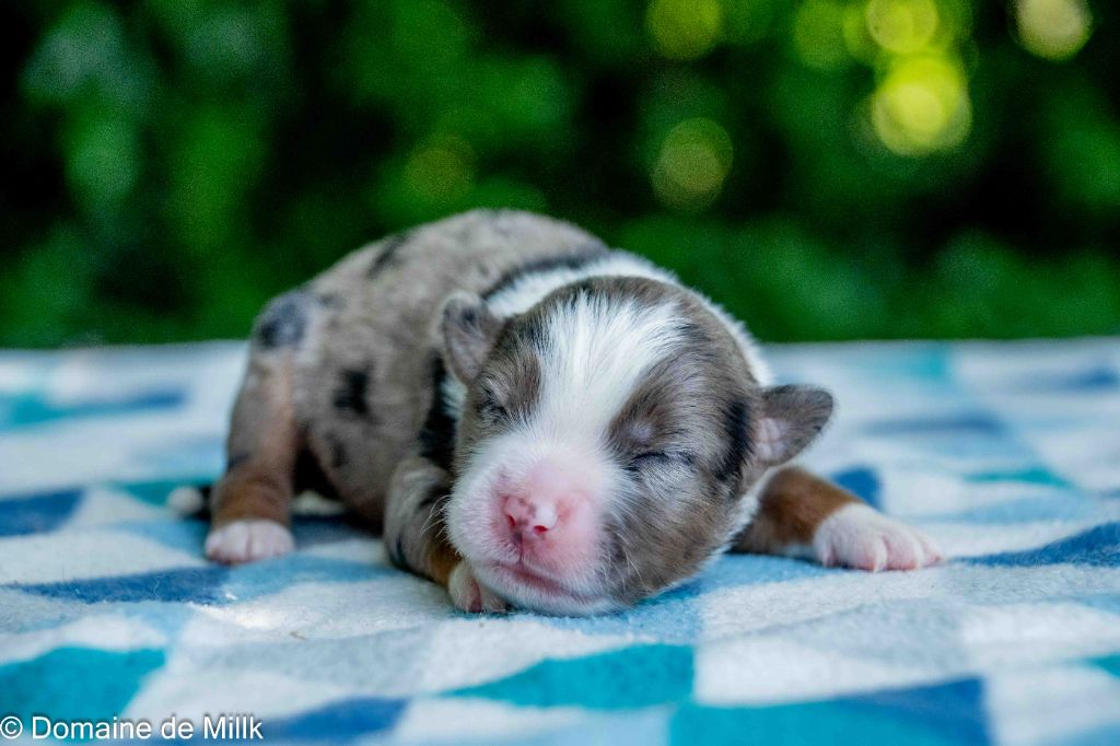 du Domaine de Milk - Chiots disponibles - Berger Américain Miniature 