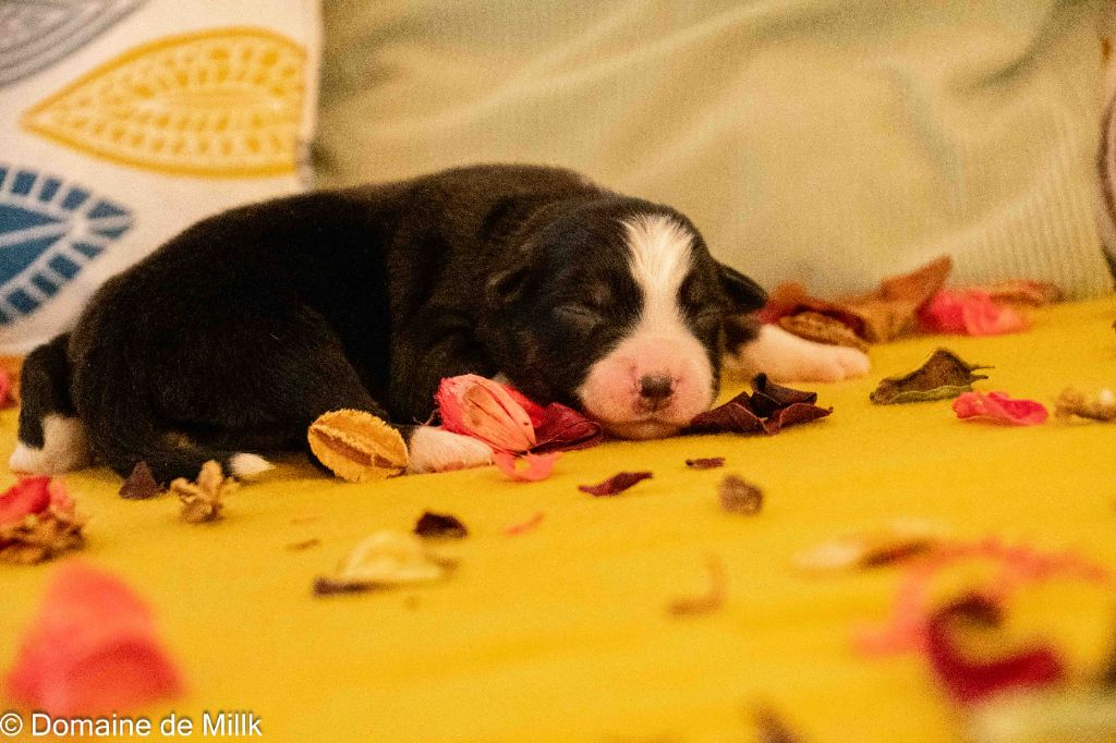 du Domaine de Milk - Chiots disponibles - Berger Américain Miniature 