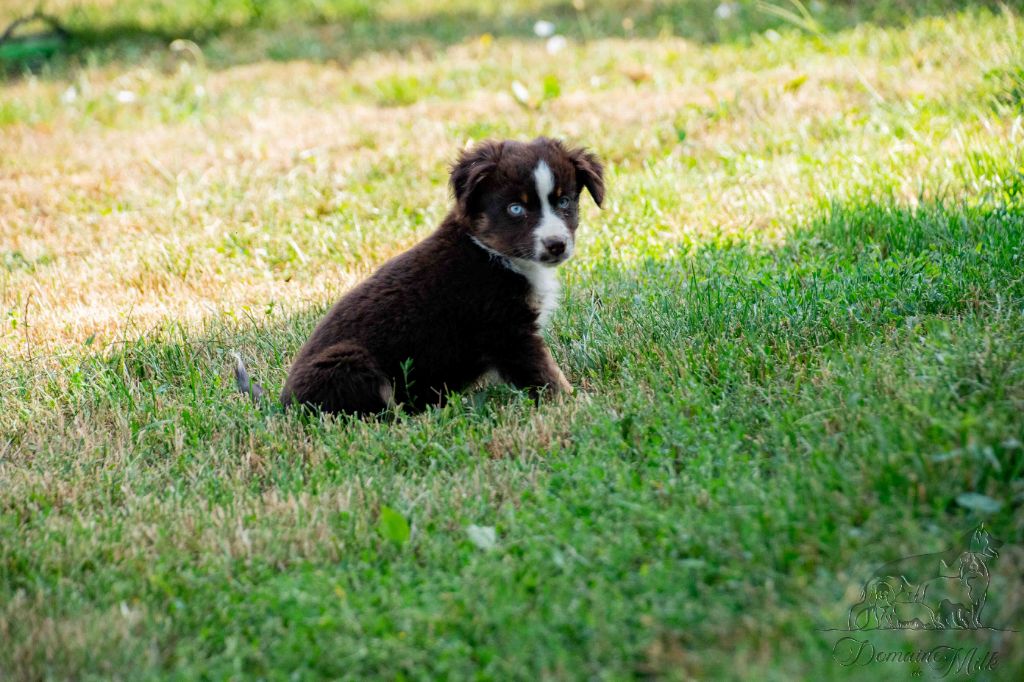 du Domaine de Milk - Chiots disponibles - Berger Américain Miniature 