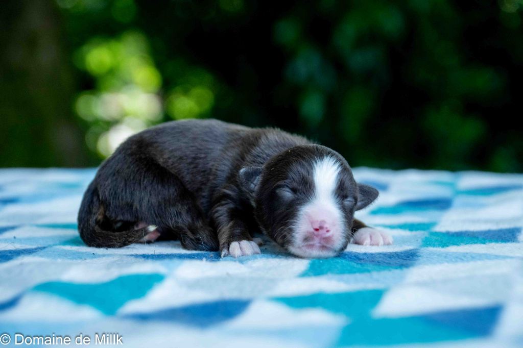 du Domaine de Milk - Chiots disponibles - Berger Américain Miniature 