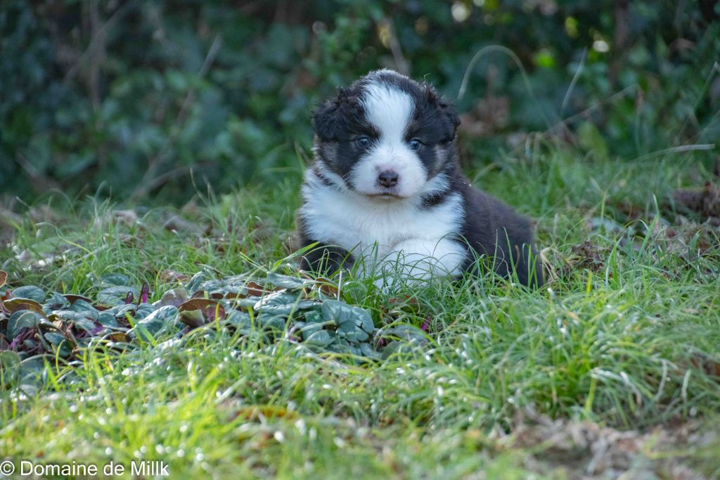 du Domaine de Milk - Berger Américain Miniature  - Portée née le 20/12/2024