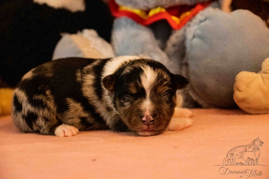 du Domaine de Milk - Chiots disponibles - Berger Américain Miniature 